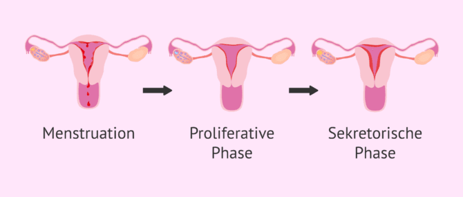 Imagen: Zustand des Endometriums während des Menstruationszyklus