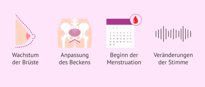 Imagen: Wie beginnt die Fruchtbarkeit der Frau?