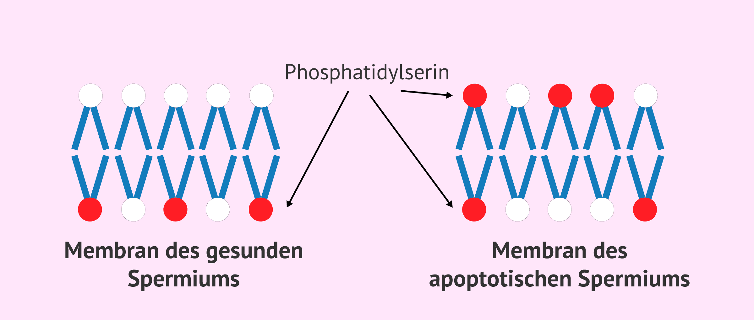 Imagen: Membran des apoptotischen Spermiums