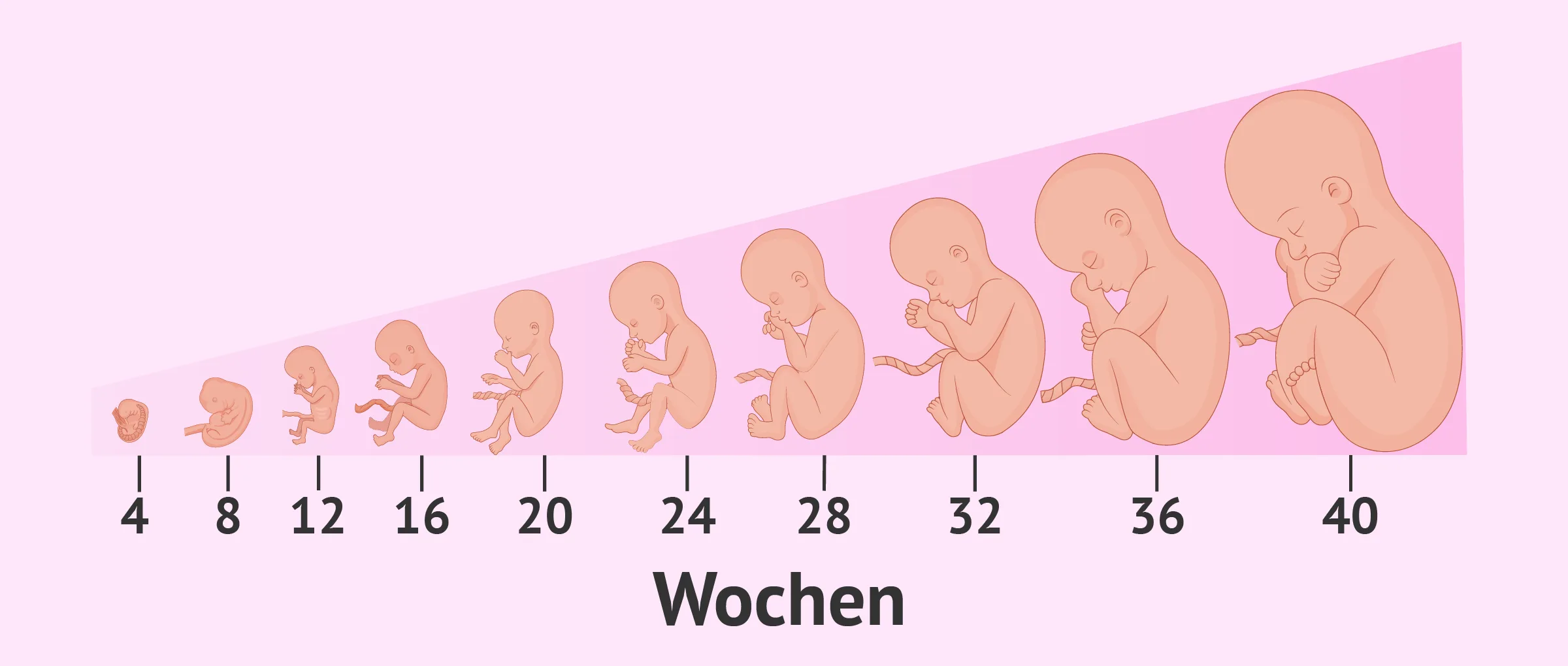 Die Schwangerschaft