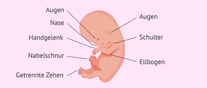 Imagen: Fötus in der 9. Schwangerschaftswoche