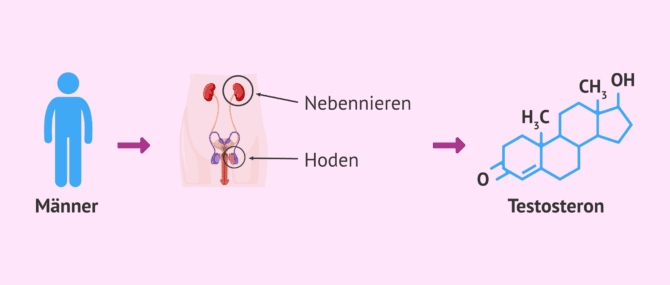 Imagen: Testosteronproduktion bei Männern
