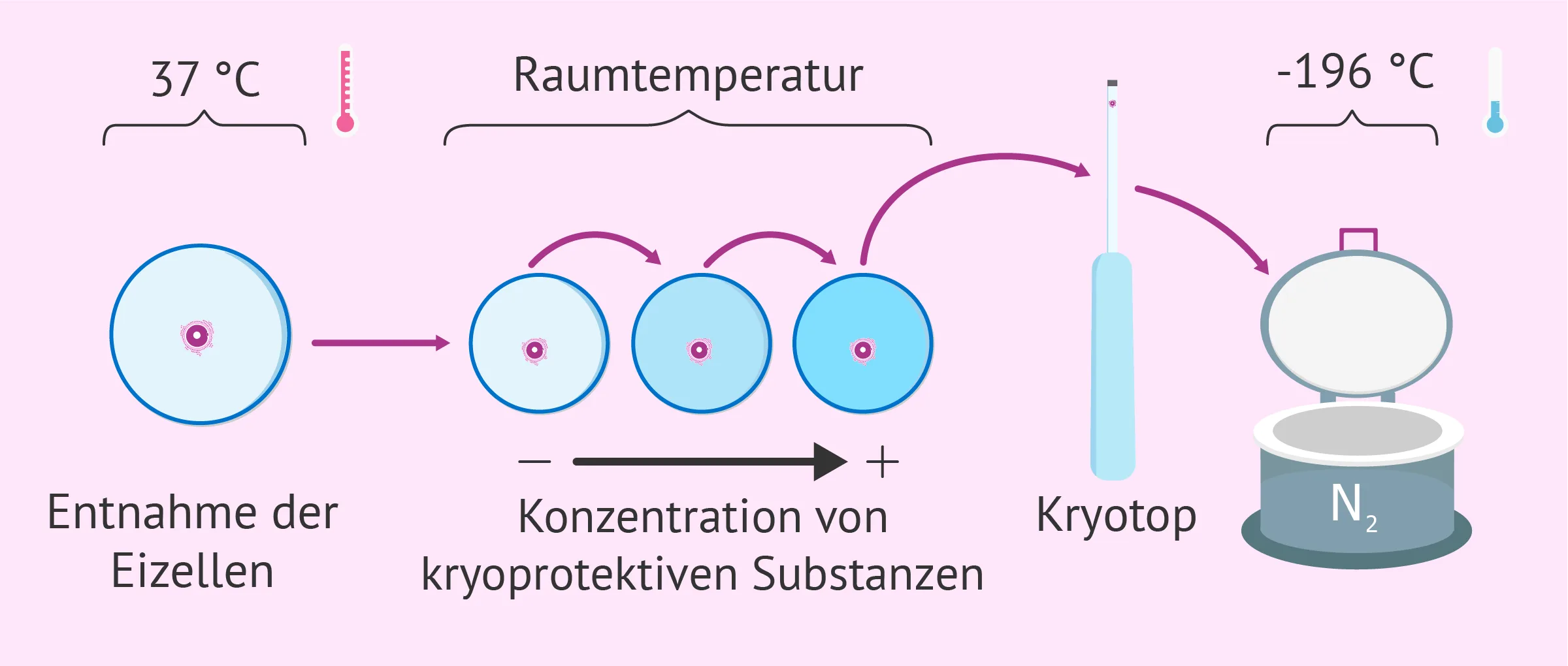 Einfrieren von Embryos: Ablauf und Rechtslage in Deutschland