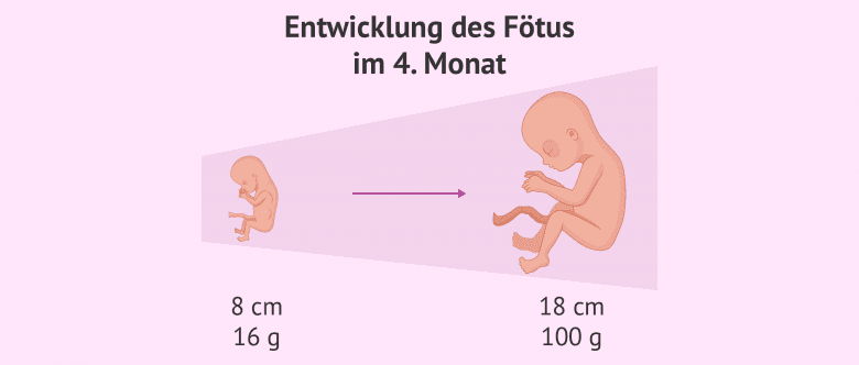 4. Schwangerschaftsmonat: Symptome der Mutter und Entwicklung des Babys
