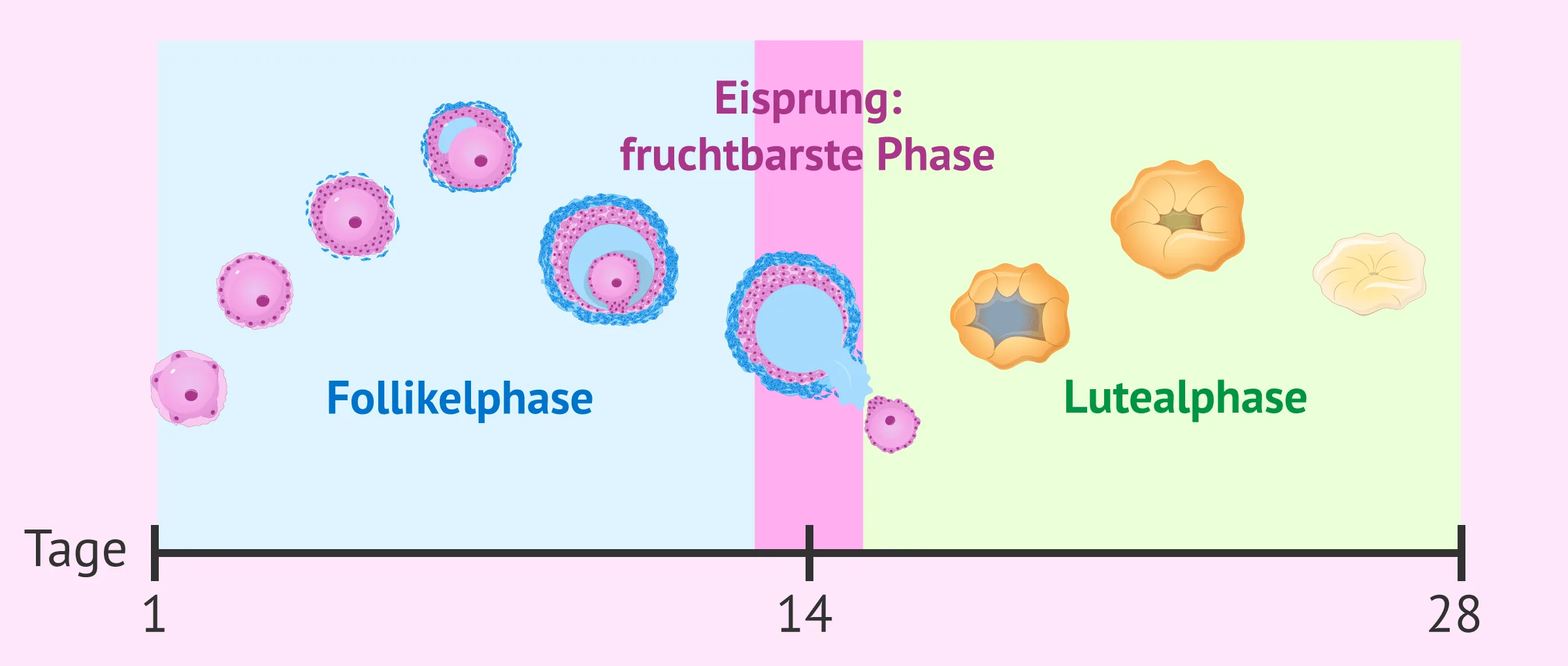 Phasen des Menstruationszyklus und fruchtbarste Zeit