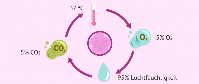 Imagen: Notwendige Bedingungen für die Kultivierung von Embryonen im Inkubator