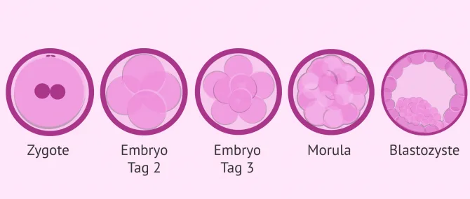 Imagen: Etappen Embryoentwicklung