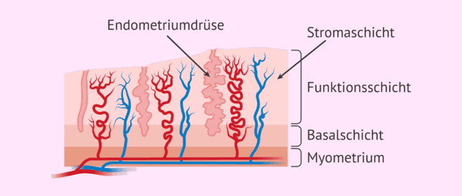 Imagen: Veränderungen im Endometrium