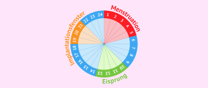 Imagen: Was ist das Implantationsfenster?