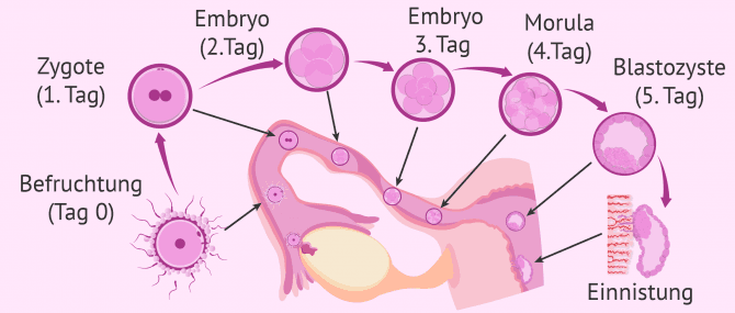 Imagen: Dritte Schwangerschaftswoche: Befruchtung und Entwicklung des Embryos