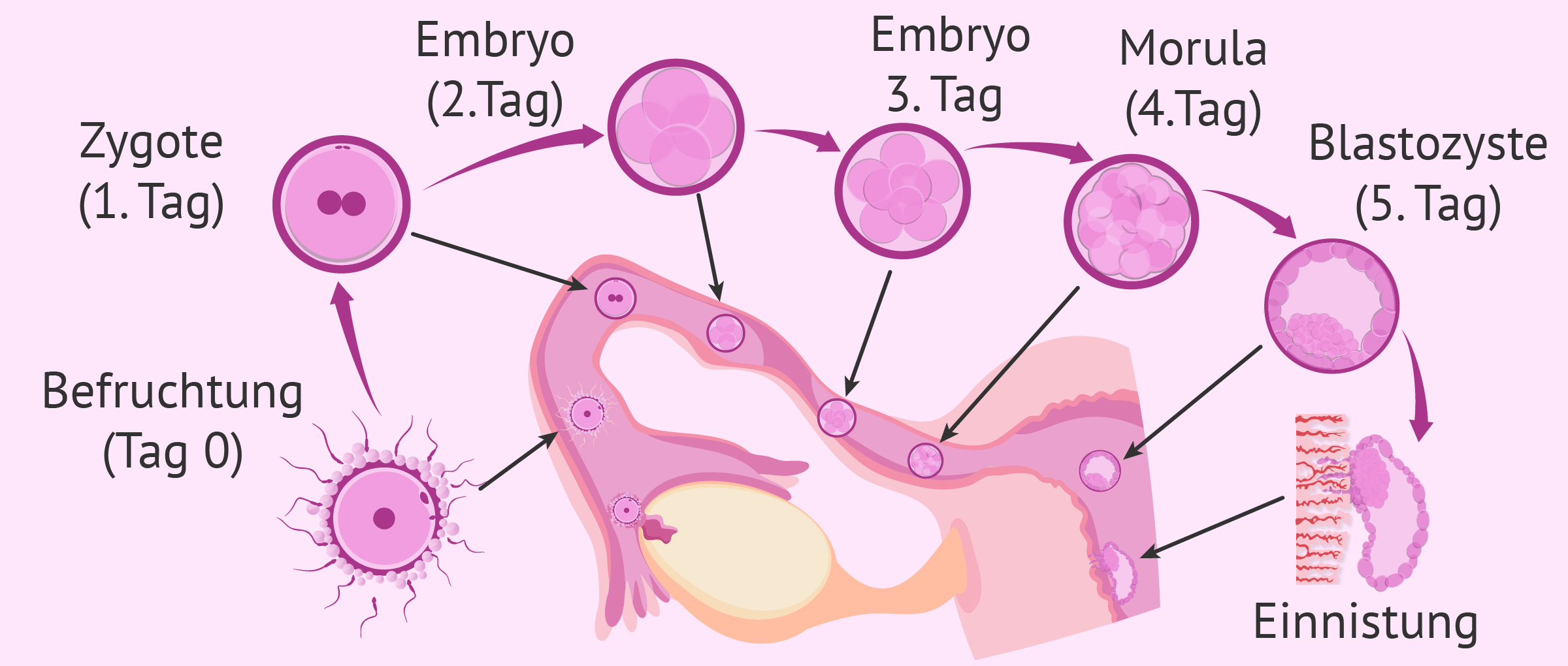 Dritte Schwangerschaftswoche: Befruchtung und Entwicklung des Embryos