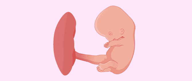 Imagen: Embryo in der achten Woche
