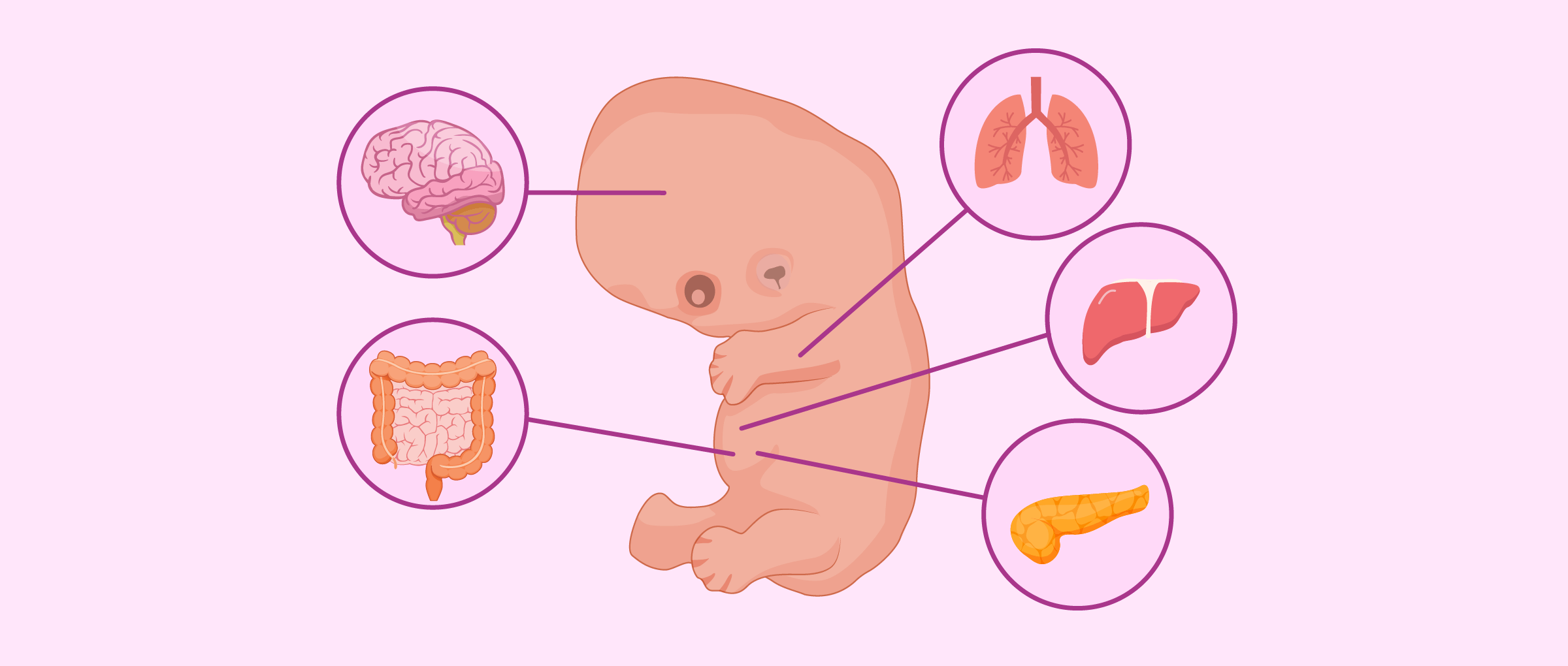 Embryo in der siebten Woche