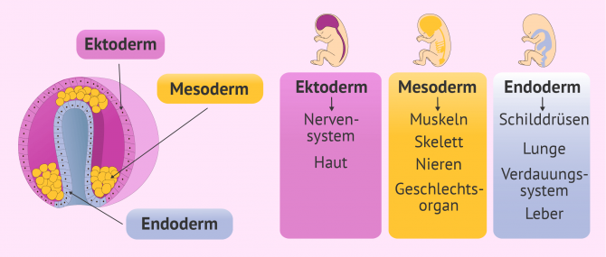 Imagen: Gastrulation und Entwicklung der Organe des Babys