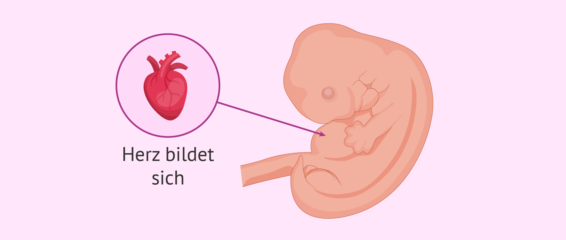 Embryo in der 6. Schwangerschaftswoche