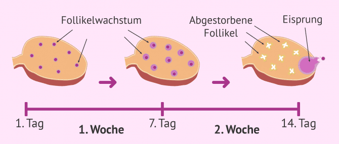 Imagen: Follikelwachstum
