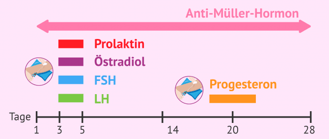 Imagen: Wann Hormonanalysen durchgeführt werden