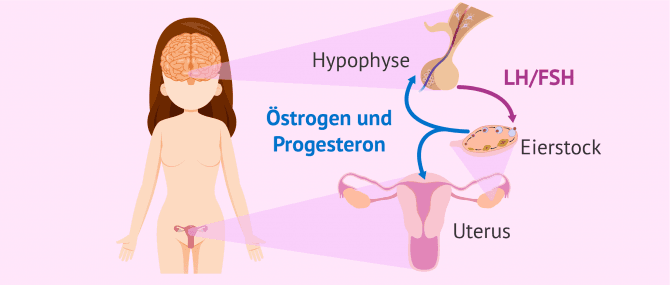 Imagen: Kontrolle der Hormone in der Menstruation