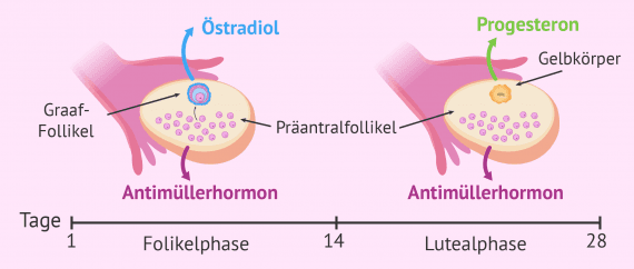 Männliche Hormone Bei Der Frau www.invitra.de