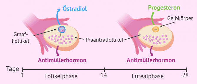 Imagen: Vom Eierstock freigesetzte Sexualhormone