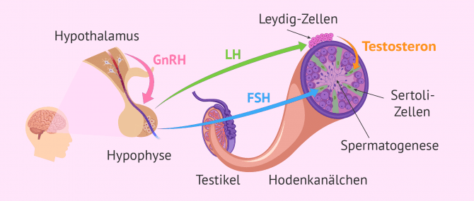 Imagen: Hormonelle Steuerung der Spermatogenese