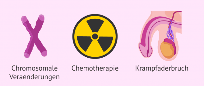 Imagen: Testikulärer Faktor in der männlichen Sterilität