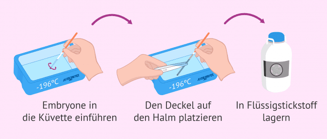 Imagen: Bei -196° werden Embryone vitrifiziert