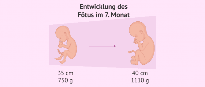 Imagen: Entwicklung des Babys im 7. Monat