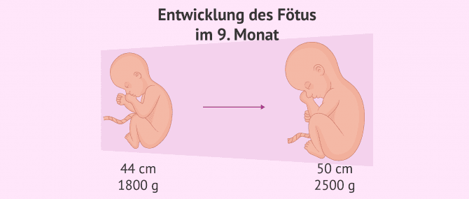 Imagen: Entwicklung des Fötus im 9. Monat