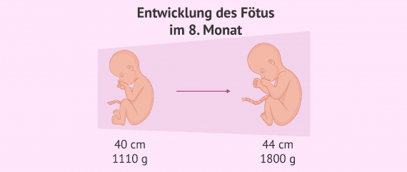 Wann Beginnt Der 8 Monat
