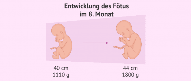 Imagen: Entwicklung Fötus 8. Monat