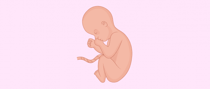 Imagen: 8. Schwangerschaftsmonat