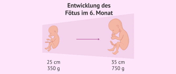 Imagen: Entwicklung des Fötus während der 6. Schwangerschaftswoche