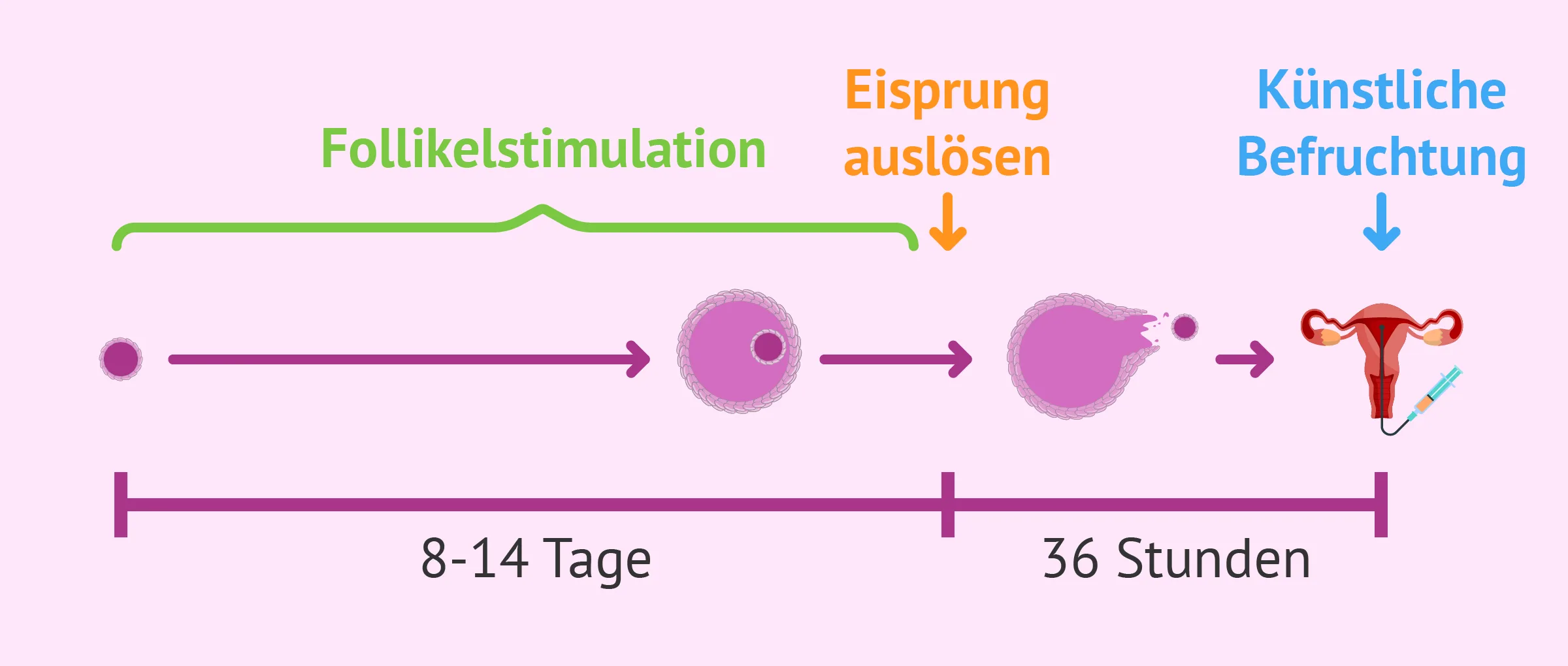 Follikelstimulation für die Insemination