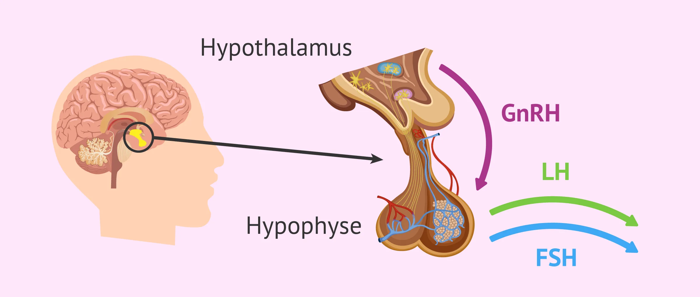 Die Geschlechtshormone