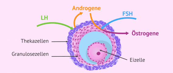 Männliche und weibliche Sexualhormone- welche Funktionen haben sie?