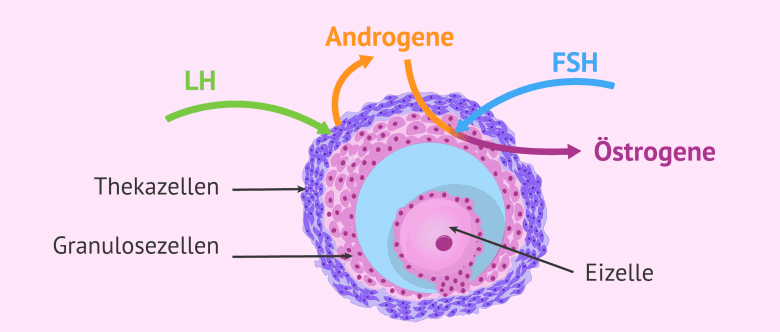 Männliche und weibliche Sexualhormone- welche Funktionen haben sie?