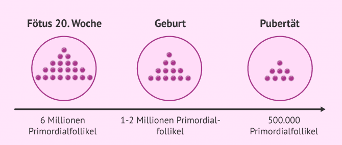 Imagen: Anzahl der Primordialfollikel bei Frauen vor der Geburt und bis zur Pubertät