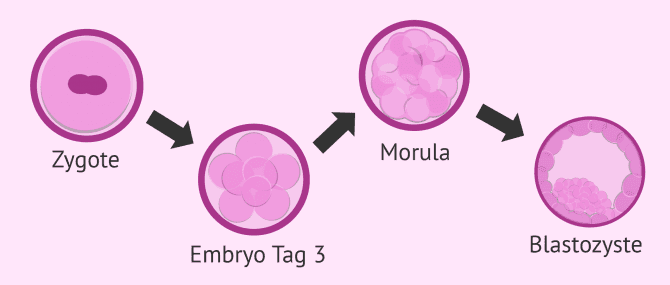 Imagen: Embryoentwicklung ab der Befruchtung