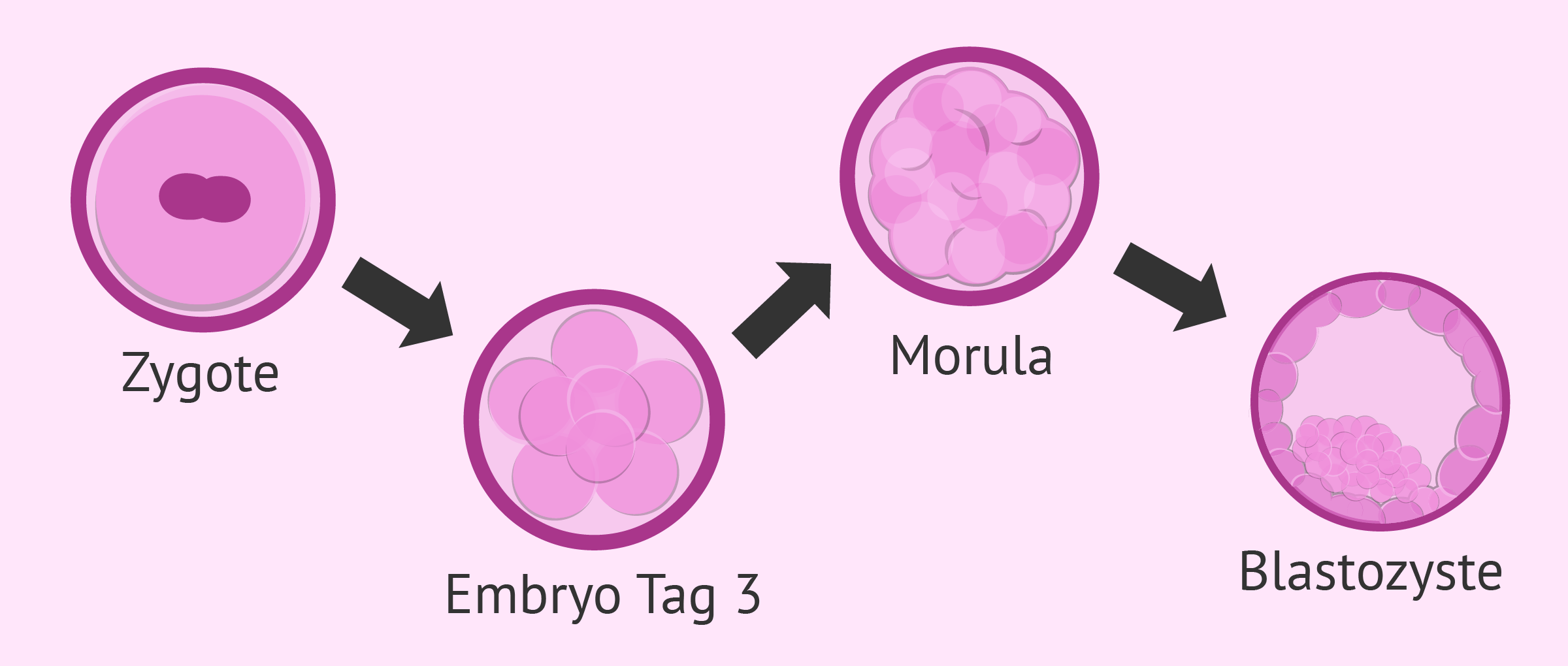 Embryoentwicklung ab der Befruchtung