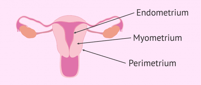 Imagen: Schichten die das Endometrium bilden