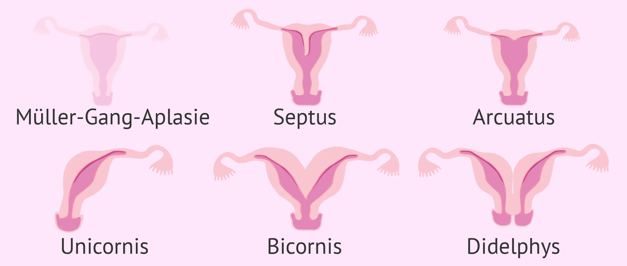 Uterusfaktor
