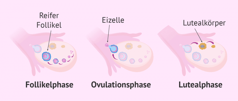 Wie Sieht Ein Eisprung Aus www.invitra.de