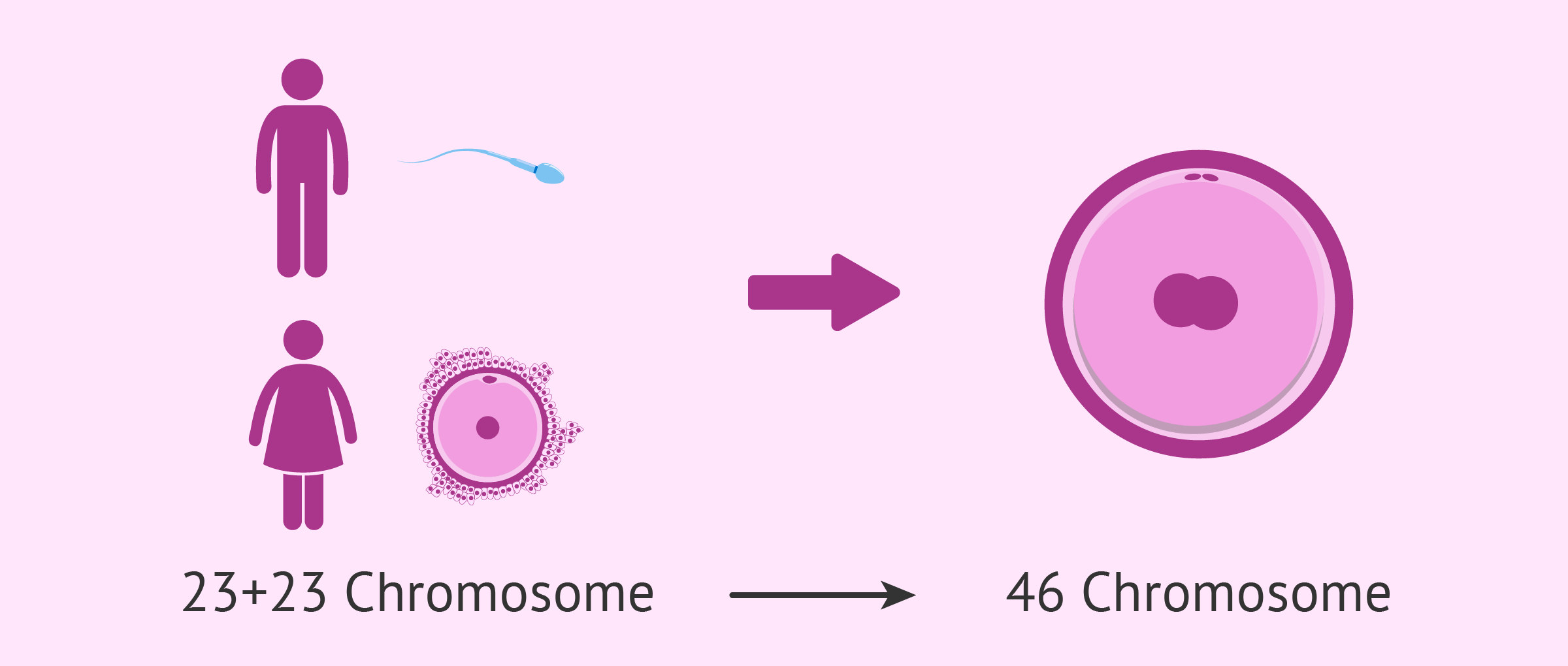 Befruchtung zwischen Eizelle und Spermium im Menschen