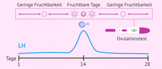 Imagen: Was misst der Ovulationstest?