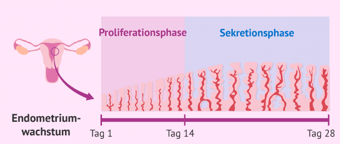 Imagen: Phasen Aufbau Endometrium