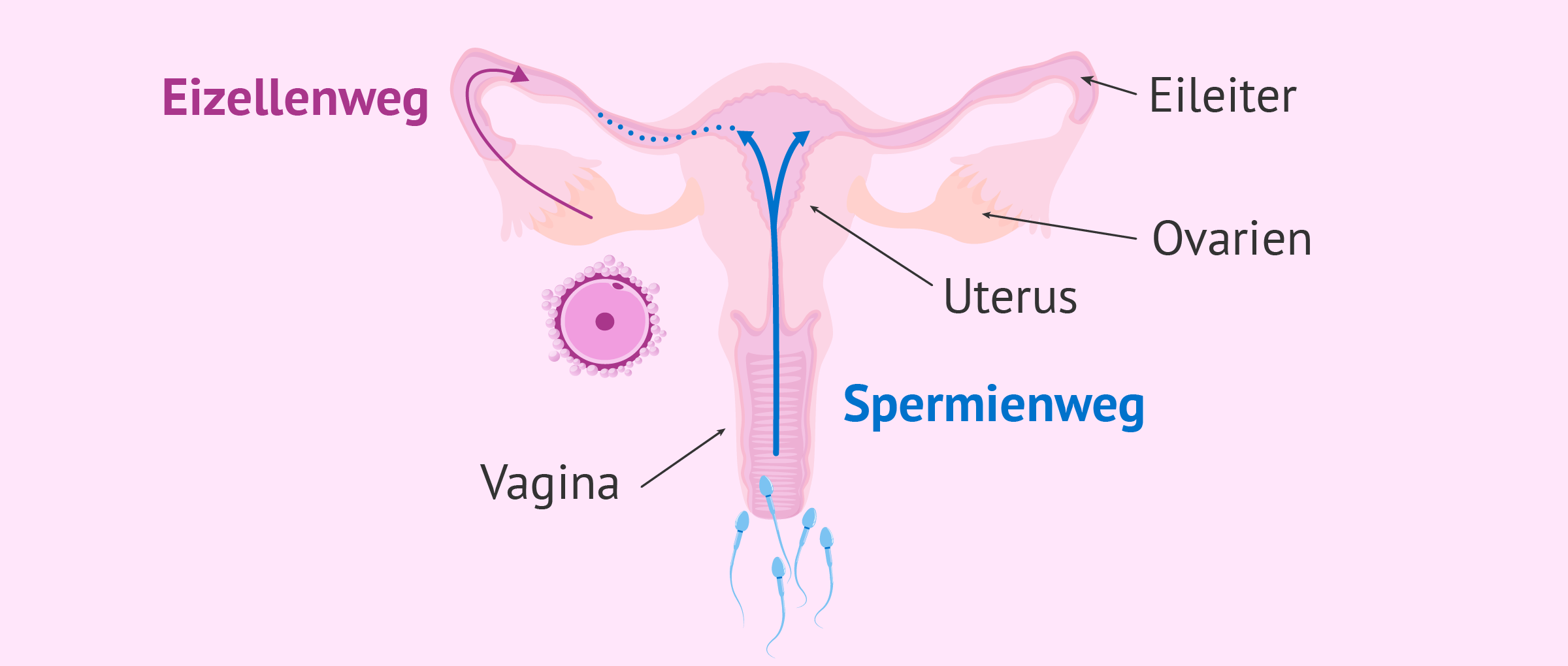 Ejakulation und Aufstieg der Spermien in Richtung Eileiter
