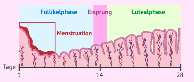 Imagen: Veränderungen im Endometrium während der Menstruation