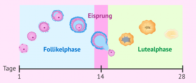 Imagen: Follikelentwicklung im Menstruationszyklus