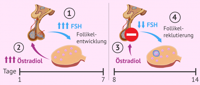 Imagen: Follikelreklutierung Schema